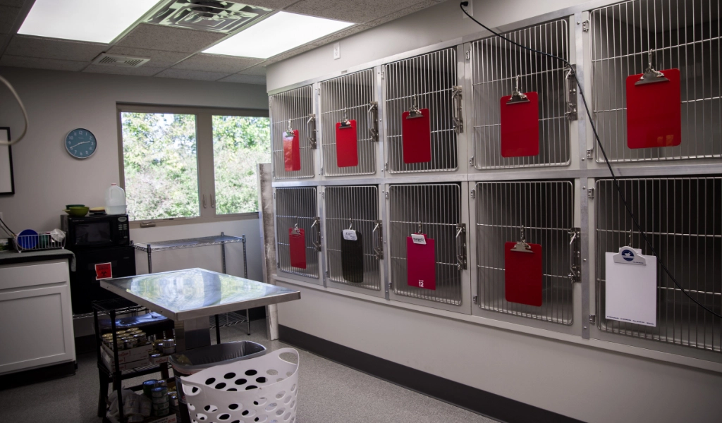 Mad River Veterinary Hospital Interior treatment area