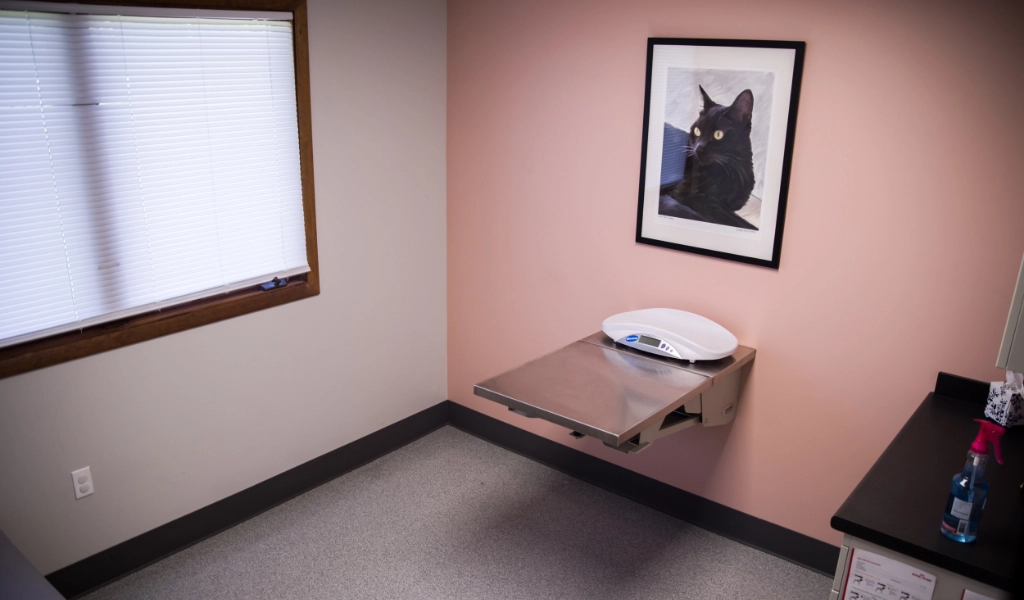 Mad River Veterinary Hospital Interior examination room with peach colored wall