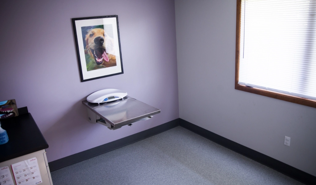 Mad River Veterinary Hospital Interior examination room with lilac purple colored wall