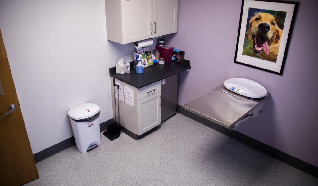 Mad River Veterinary Hospital Interior examination room with lilac purple colored wall